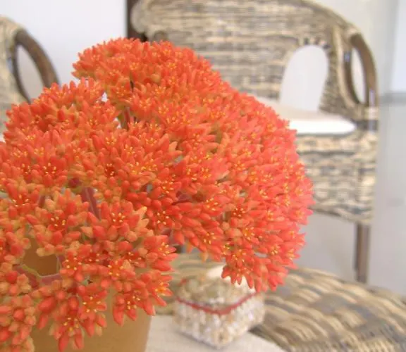 ベッド・アンド・ブレックファスト Corallo Capilungo